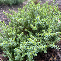 Hebe (Veronica) buchananii 'Minor'